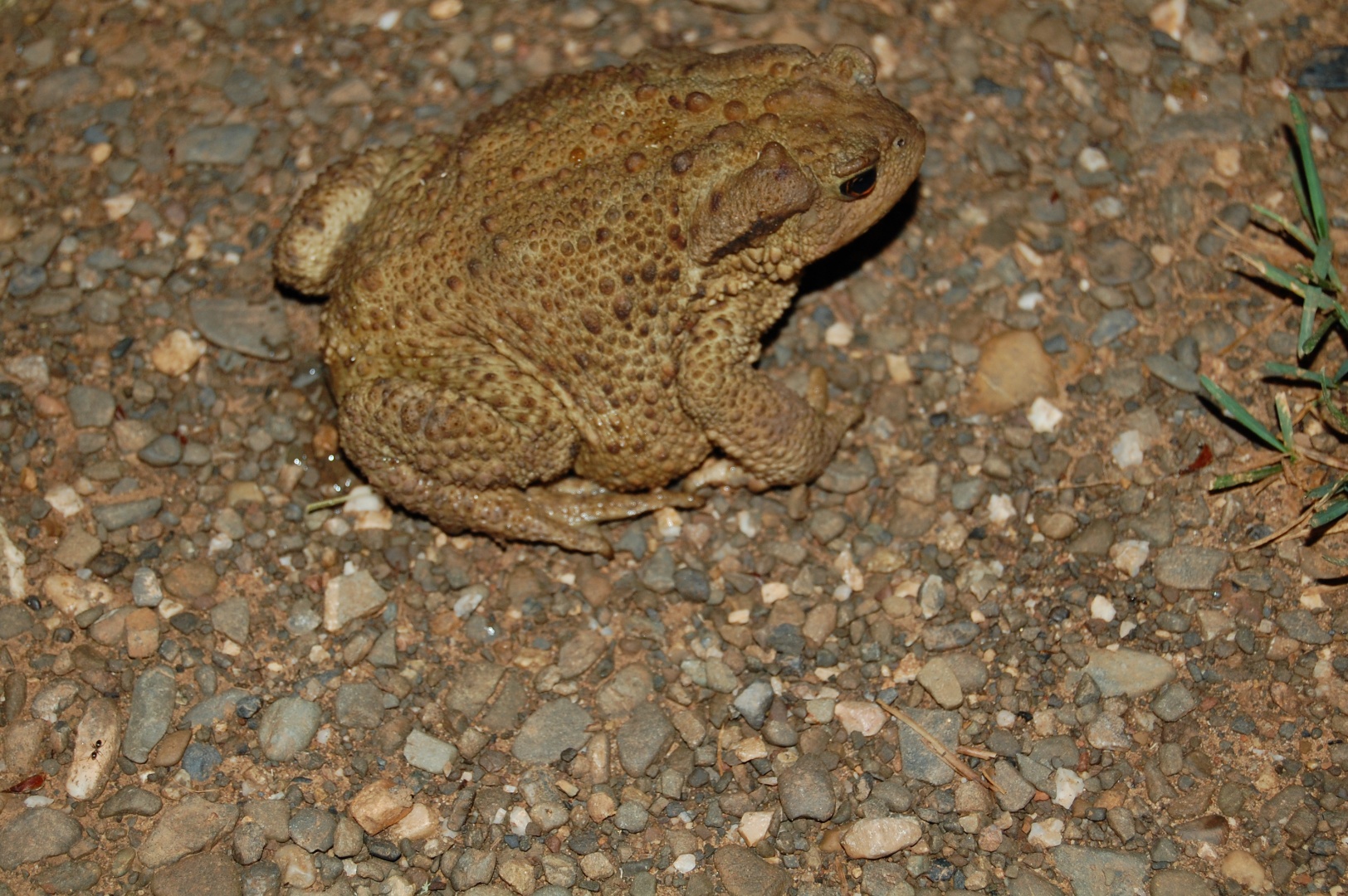 Siğilli Kurbağa - Bufo bufo